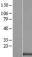 PLGLB1 (PLGLB2) Human Over-expression Lysate