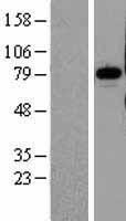 Pinin (PNN) Human Over-expression Lysate