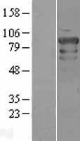 POU2F1 Human Over-expression Lysate