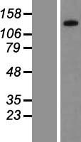 PPP1R3A Human Over-expression Lysate