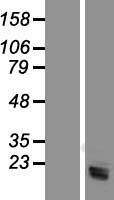 Serglycin (SRGN) Human Over-expression Lysate