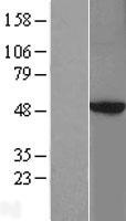 PRKAR2B Human Over-expression Lysate
