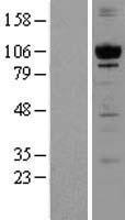 PKC mu (PRKD1) Human Over-expression Lysate
