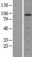 ERK5 (MAPK7) Human Over-expression Lysate