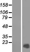 Protamine 2 (PRM2) Human Over-expression Lysate