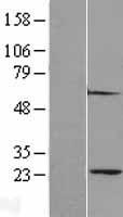 PSMA2 Human Over-expression Lysate