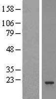 PSMB3 Human Over-expression Lysate
