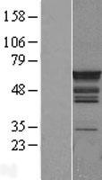 PTBP1 Human Over-expression Lysate