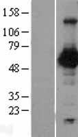 Nectin 2 (NECTIN2) Human Over-expression Lysate