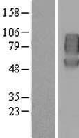 PVRL1 (NECTIN1) Human Over-expression Lysate