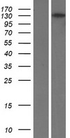 RBP3 Human Over-expression Lysate