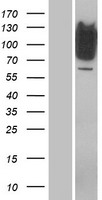 RFX1 Human Over-expression Lysate