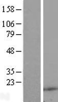 RNASE4 Human Over-expression Lysate