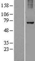 Ribophorin I (RPN1) Human Over-expression Lysate
