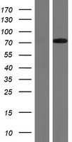 RYK Human Over-expression Lysate