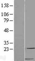 MDC (CCL22) Human Over-expression Lysate