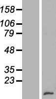 Lymphotactin (XCL1) Human Over-expression Lysate