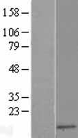 SH3BGRL Human Over-expression Lysate