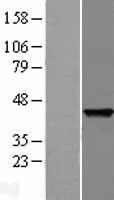 SNAP45 (SNAPC2) Human Over-expression Lysate