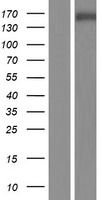 SNAPC4 Human Over-expression Lysate