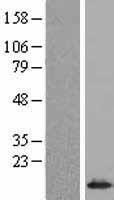 SNRPE Human Over-expression Lysate