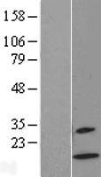 XCL2 Human Over-expression Lysate