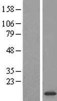 Suppressor of Ty 4 homolog 1 (SUPT4H1) Human Over-expression Lysate