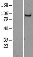 Striatin (STRN) Human Over-expression Lysate