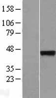 Synaptotagmin V (SYT5) Human Over-expression Lysate