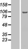 C2orf3 (GCFC2) Human Over-expression Lysate