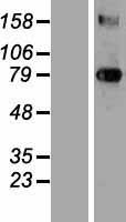 Transglutaminase 3 (TGM3) Human Over-expression Lysate
