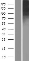 ICAM5 Human Over-expression Lysate