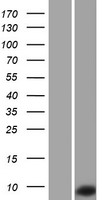 Transition Protein 1 (TNP1) Human Over-expression Lysate