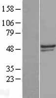 TULP3 Human Over-expression Lysate