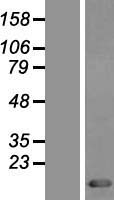 TXN Human Over-expression Lysate