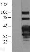 TNFRSF4 Human Over-expression Lysate