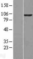 VAV2 Human Over-expression Lysate