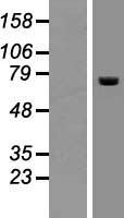 ACOX2 Human Over-expression Lysate