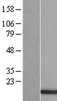 H3FT (HIST3H3) Human Over-expression Lysate