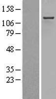 RIP140 (NRIP1) Human Over-expression Lysate