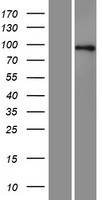 Axin 1 (AXIN1) Human Over-expression Lysate