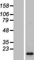H2AC6 Human Over-expression Lysate