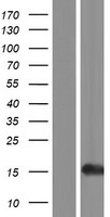 HIST1H2AK (HIST1H2AI) Human Over-expression Lysate
