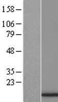 H4C6 Human Over-expression Lysate
