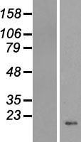 H4C4 Human Over-expression Lysate
