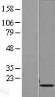 H3FH (HIST1H3G) Human Over-expression Lysate