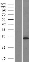 H3FF (HIST1H3I) Human Over-expression Lysate