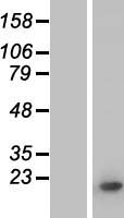 H3FD (HIST1H3E) Human Over-expression Lysate