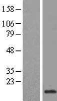 H3FB (HIST1H3D) Human Over-expression Lysate