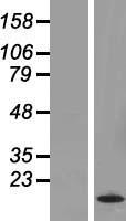 H2BC4 Human Over-expression Lysate
